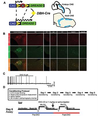 Off-Target Effects of Clozapine-N-Oxide on the Chemosensory Reflex Are Masked by High Stress Levels